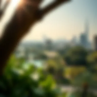 Panoramic view of one of Dubai's expansive parks