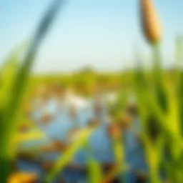 Vibrant wetlands of Ras Al Khor showcasing rich biodiversity